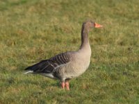 06-12-2014 Graugans im Feld  Graugans wachsam schauend
